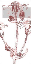lochnergrafik13